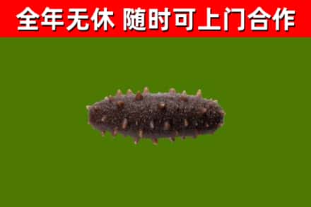丰南烟酒回收干海参.jpg